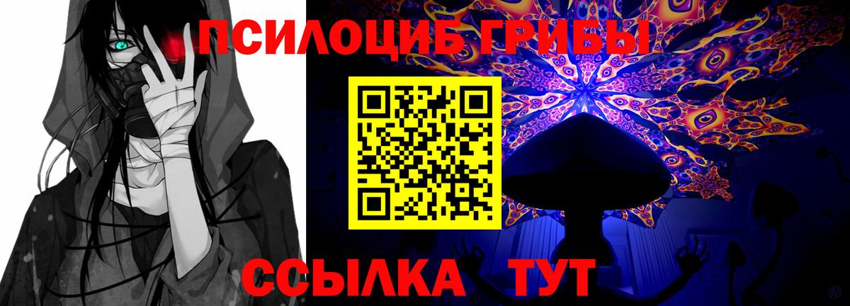 Псилоцибиновые грибы Psilocybe Междуреченск